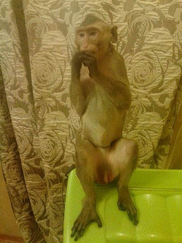 Эти забавные животные
