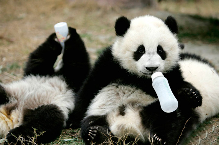 Детский садик для панд в Поднебесной