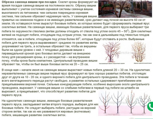 В каком месяце сажать вишню 88