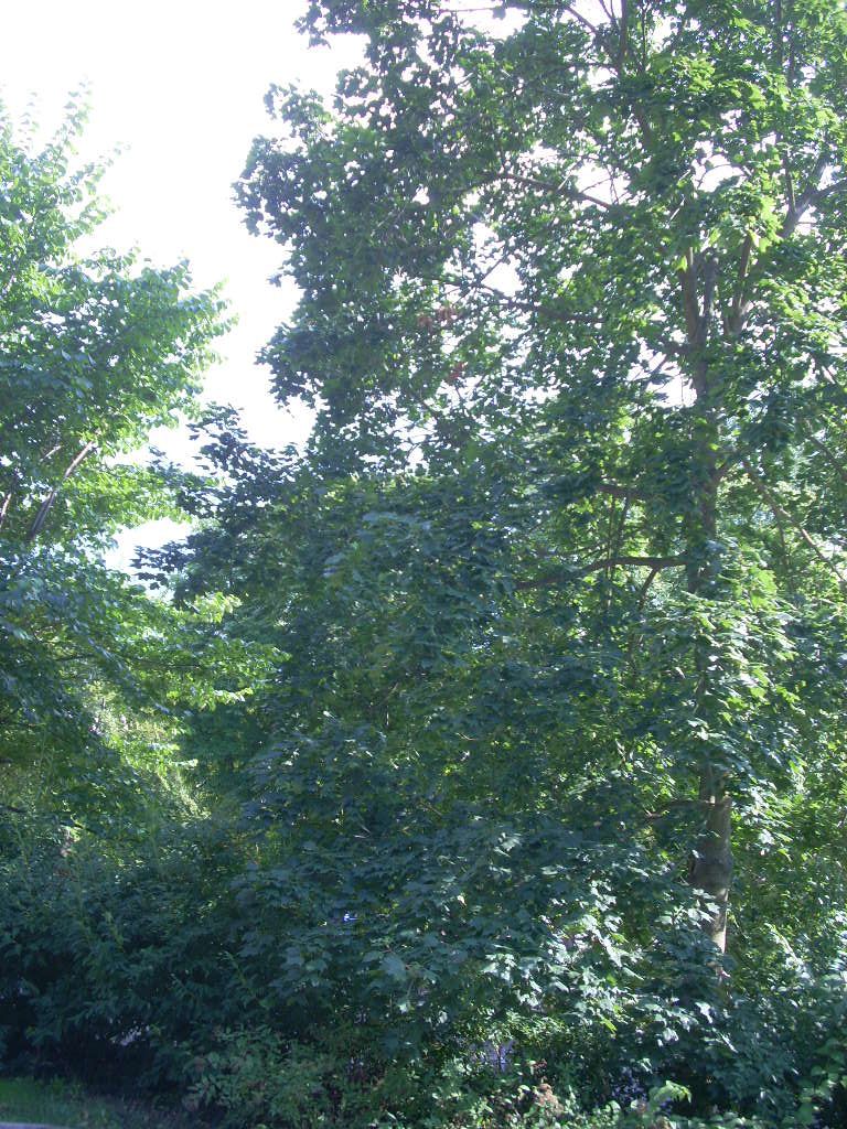 Клен остролистный дерево