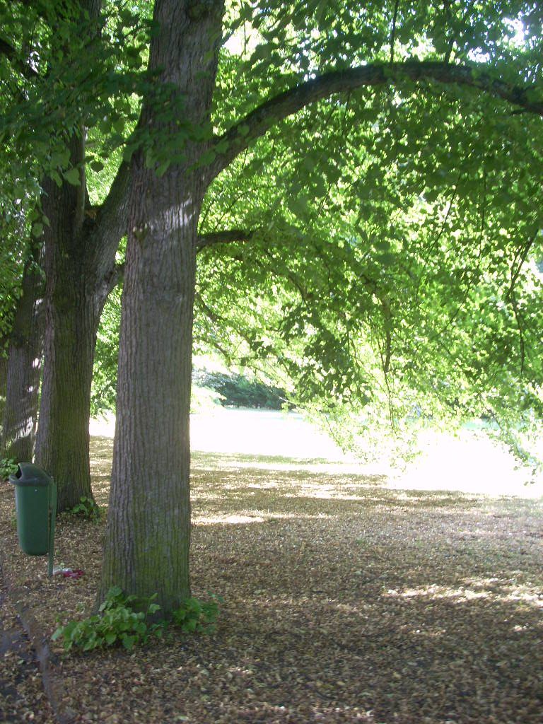 Дерево липа