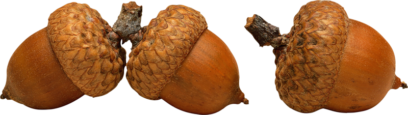 acorns17.png