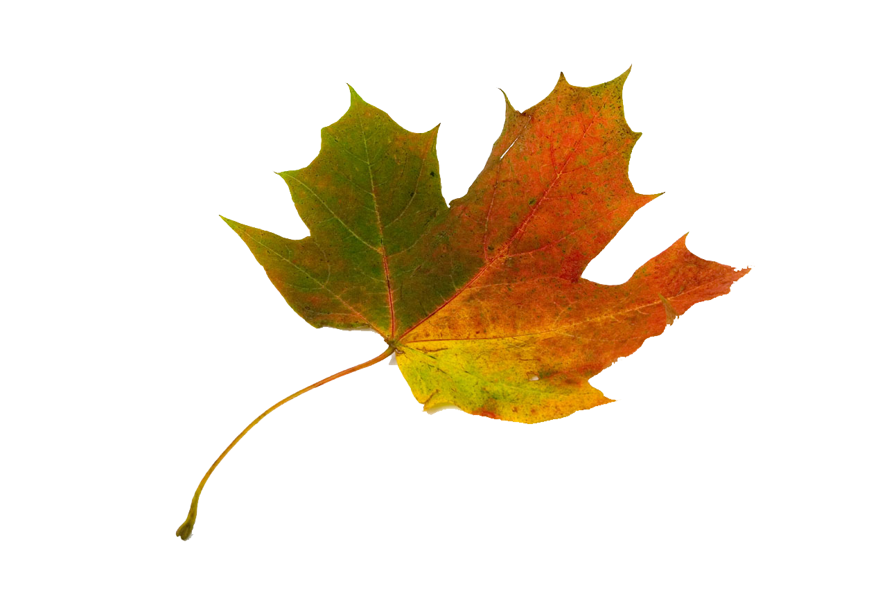 image_562310120711549950113 копия.png