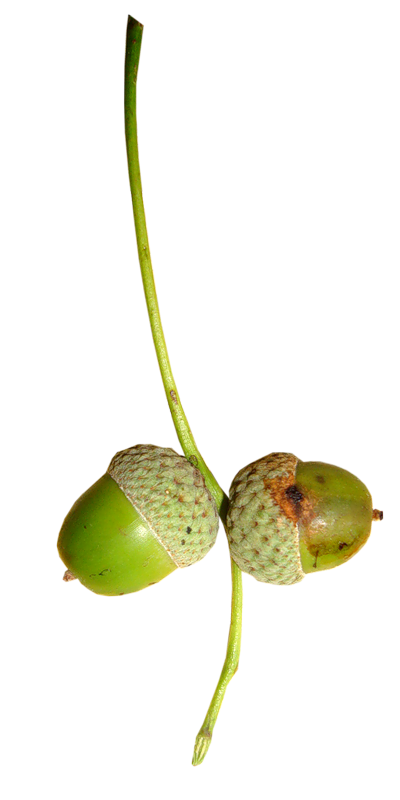 acorns31.png