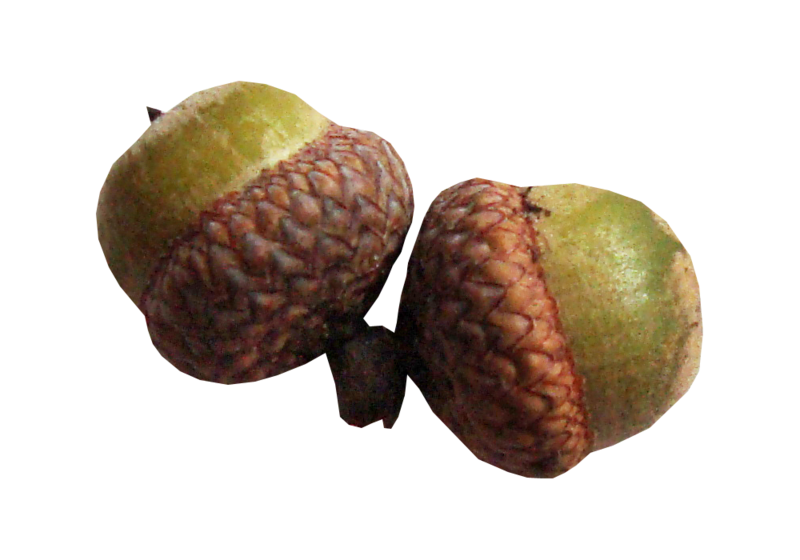 acorns88.png