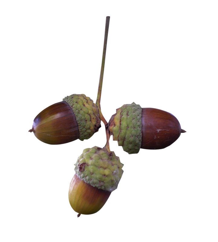 acorns21.png