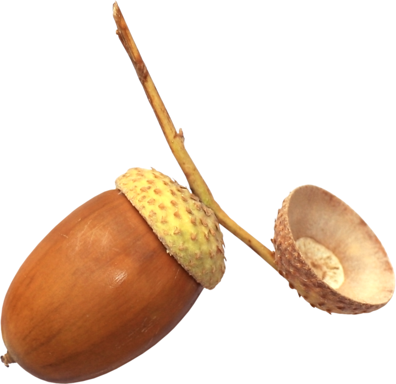 acorns25.png