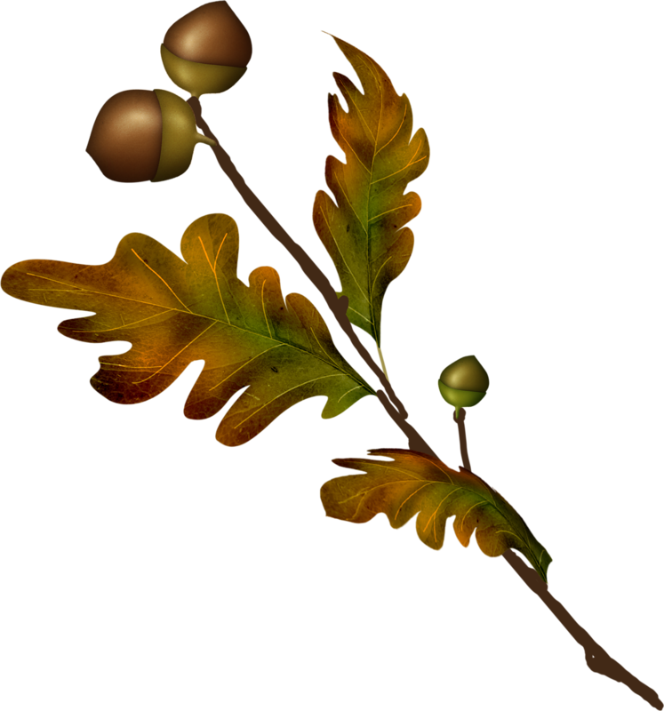 acorns4.png