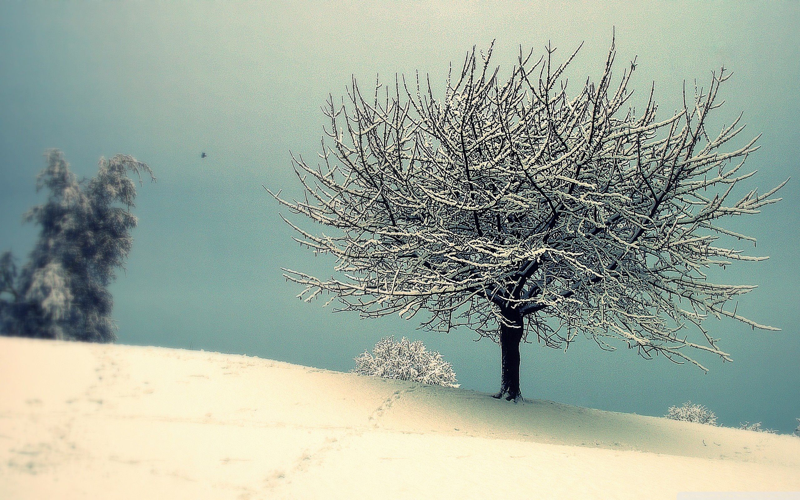 vintage_winter_landscape-wallpaper-2560x1600.jpg