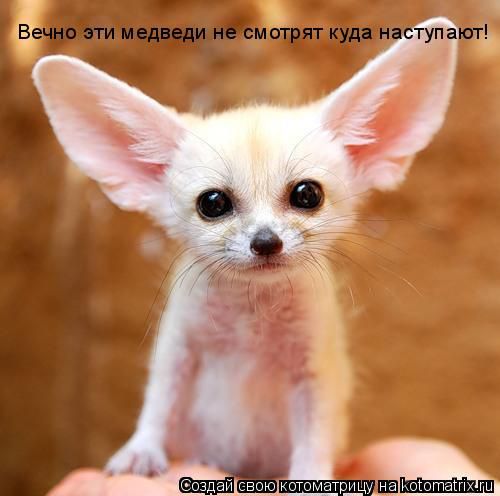 http://i5.imageban.ru/out/2014/11/22/51da43c0bd55764530d565affdd3e547.jpg