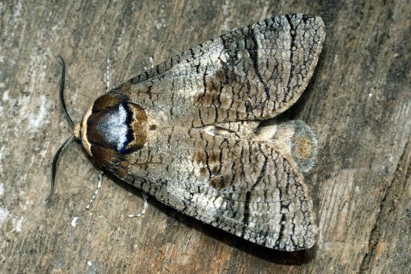 Cossus-cossus-6.jpg