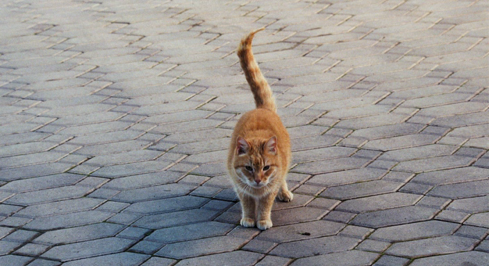 5a78786369a1a1cfbcad399fa78aa5f5.png