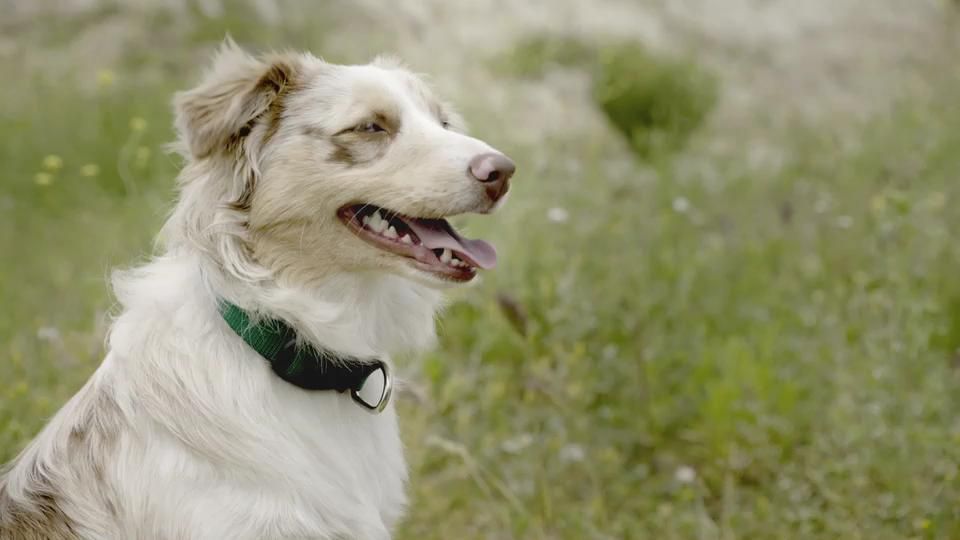 Собака Бандит_трейлер[18-25-11].JPG