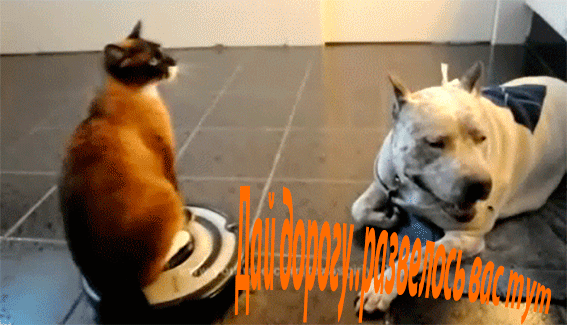 135_5b352ad0960a2eb459da0fa1bde180f4 (1).gif