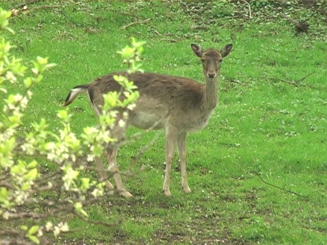 Животные в лесу (DVD)_T01[(001727)10-23-02].PNG