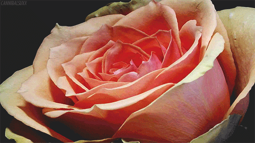tumblr_m97u7vEXRY1rbswpgo1_500.gif