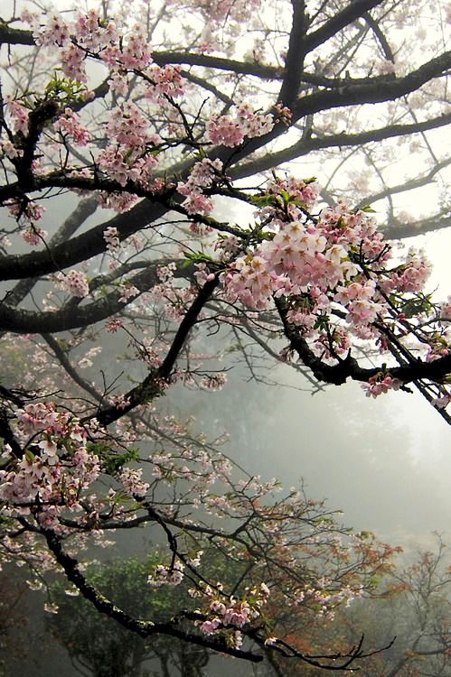 fiori-di-ciliege-sakura_1.jpg