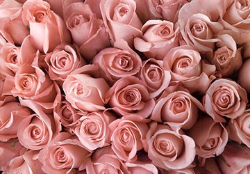 1384865985_light-pink.jpg