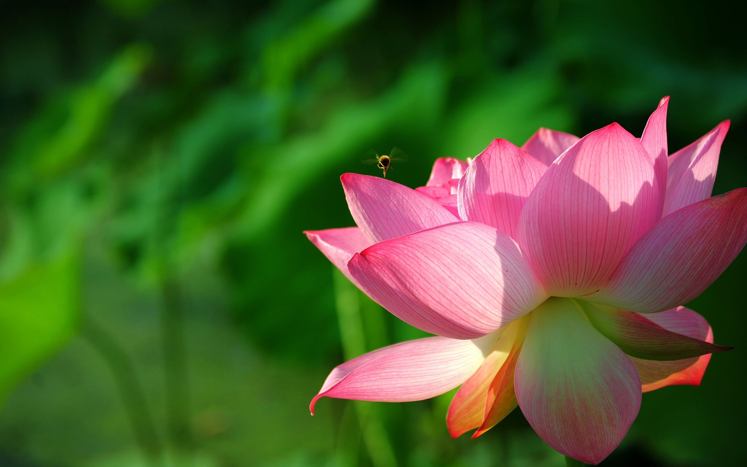 6430-wallpaper-floral.jpg