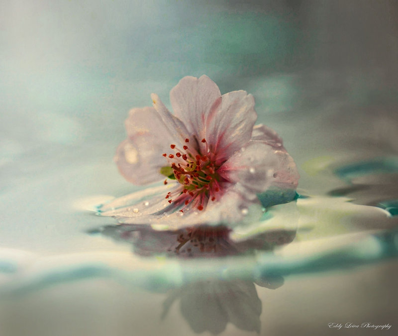 too_good_to_last_by_mylifethroughthelens-d6x0u95.jpg
