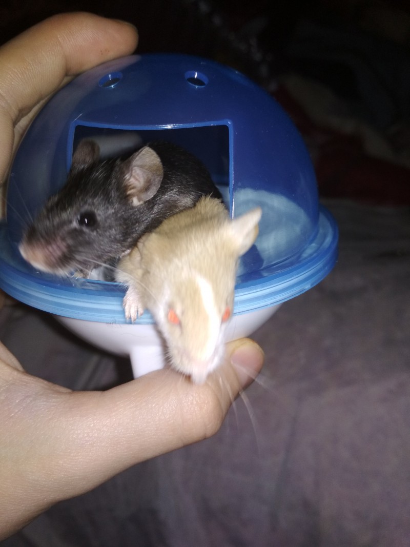 Крыса в шаре