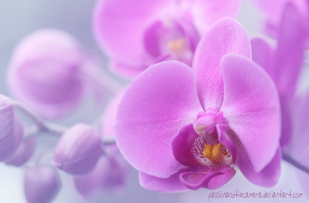 pink_orchid_by_passionandthecamera-d6xfjs0.jpg
