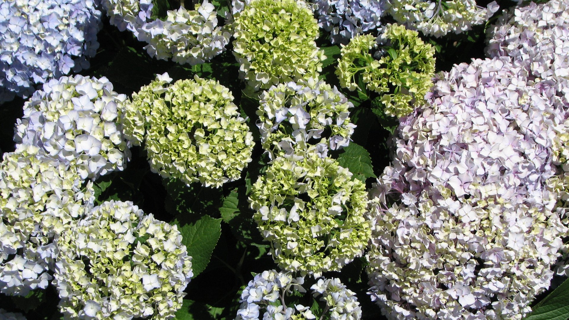 flower-wallpapers-photography-photos-wallpaper-widescreen-albums-beautiful-hydrangea.jpg
