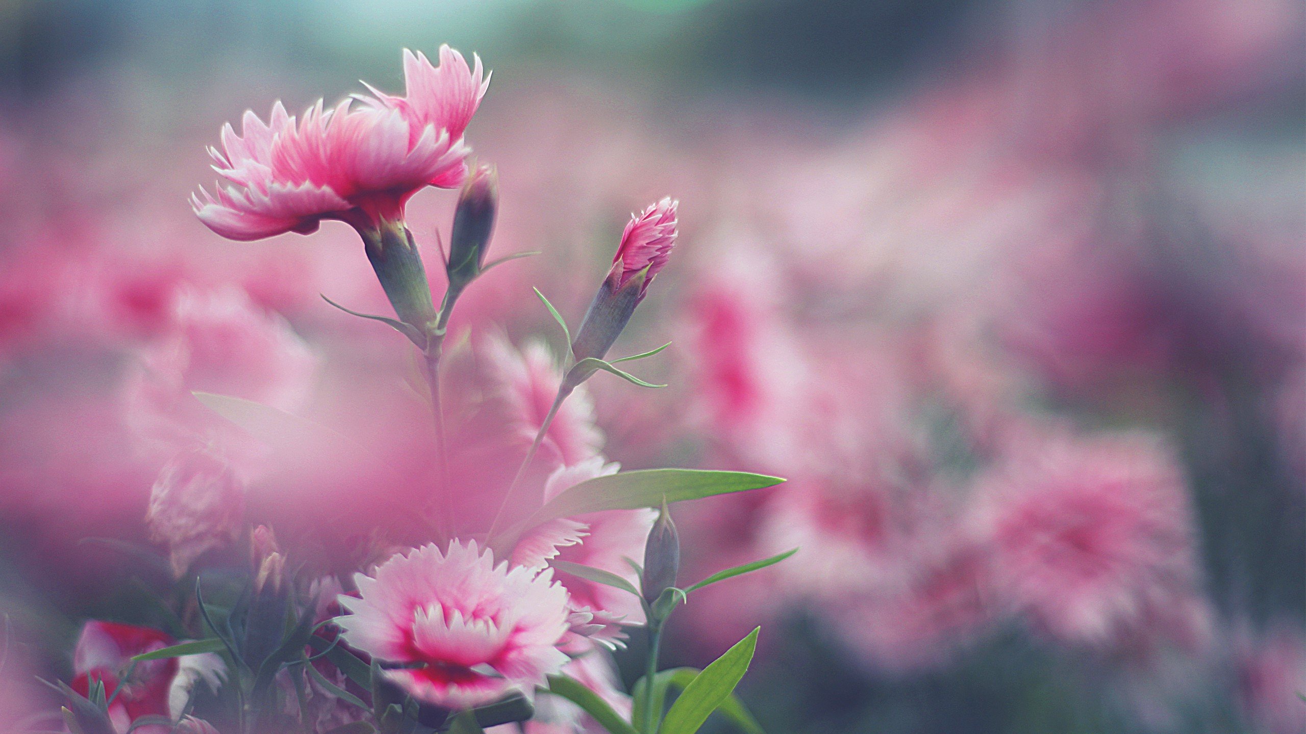 flowers-nature-pink.jpg