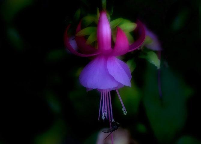 does_beauty_have_a_name__by_terataki2005.jpg