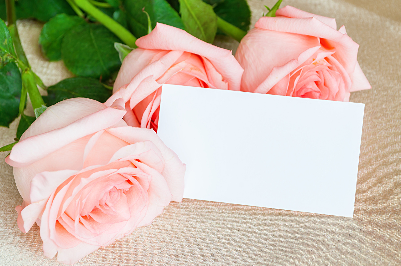 Roses_Colored_background_Template_greeting_card_542612_1280x850.jpg