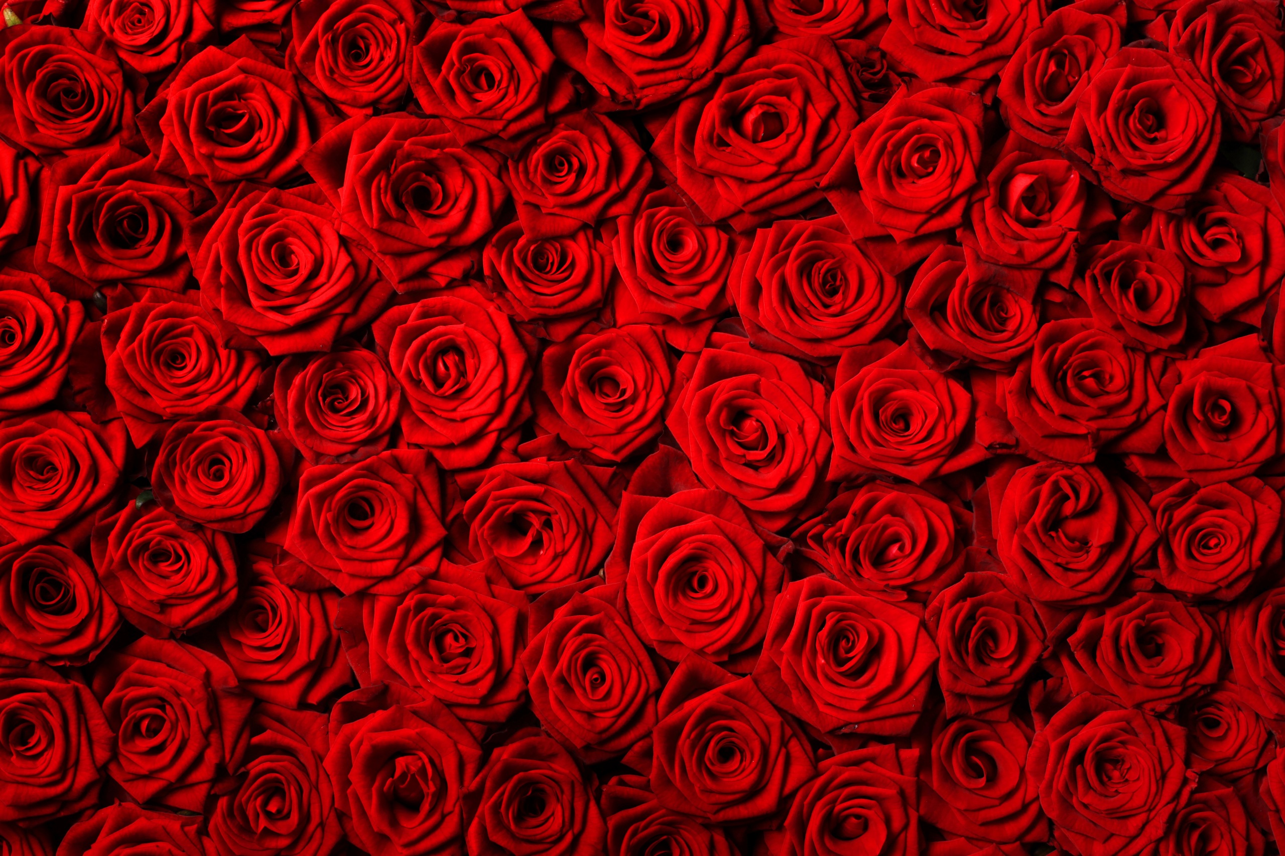 Texture_Roses_Many_Red_541091_2560x1706.jpg