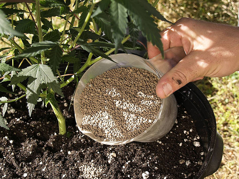Выращивание конопли подкормка можно ли вывозить коноплю из праги
