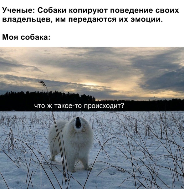 https://i5.imageban.ru/out/2019/04/09/38eae3c482c11888198d67c8fb69062e.jpg