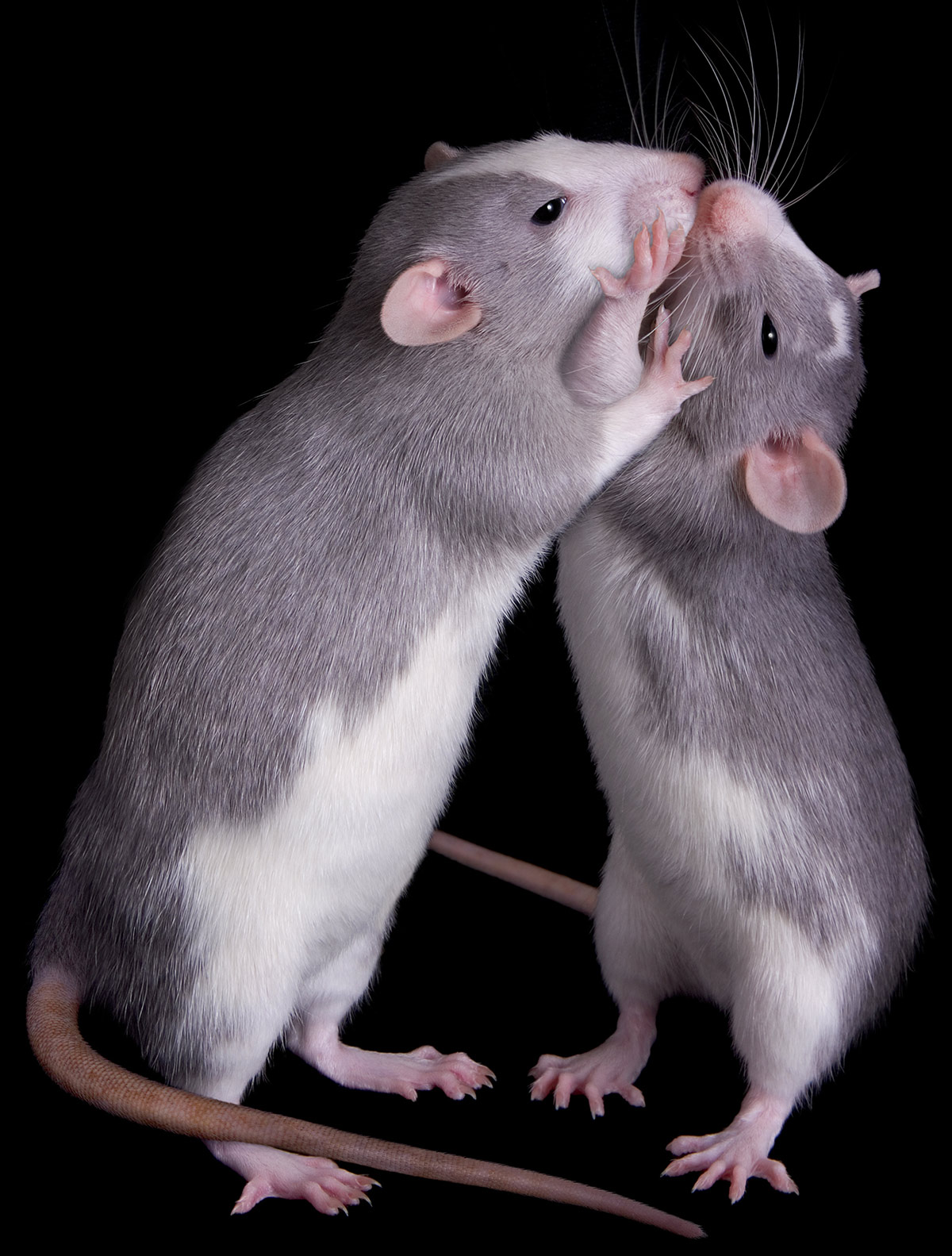 Мыши пара. Декоративная крыса Дамбо. Две крысы. Парочка крыс. Пара крыс.