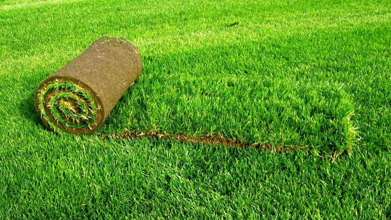 Рулонные газоны: как выбрать покрытие, которое вас устроит
