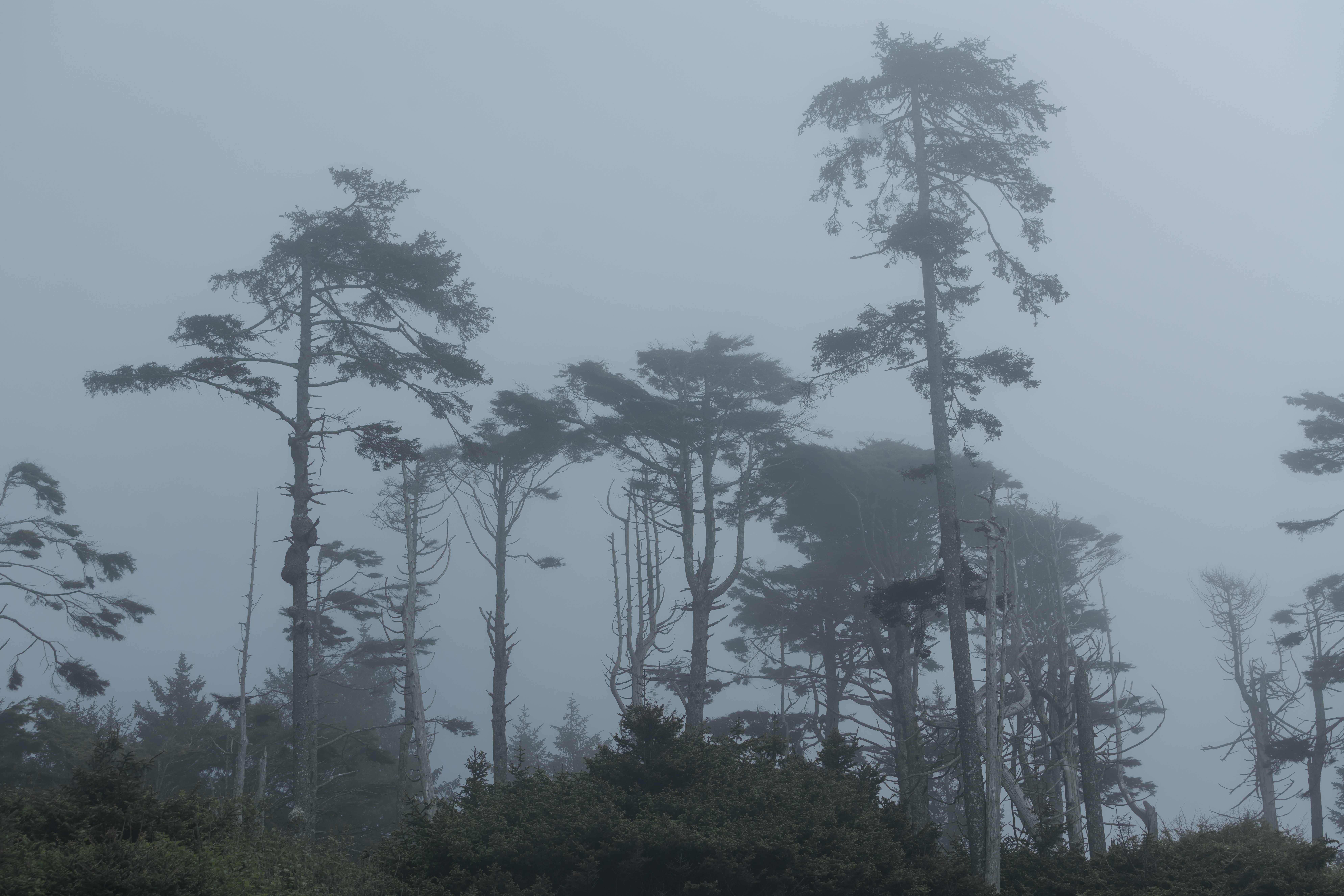 Dead Coast (257).jpg