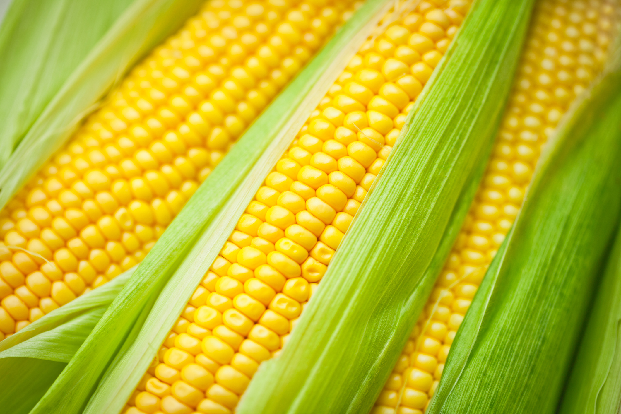 засухоустойчивая кукуруза