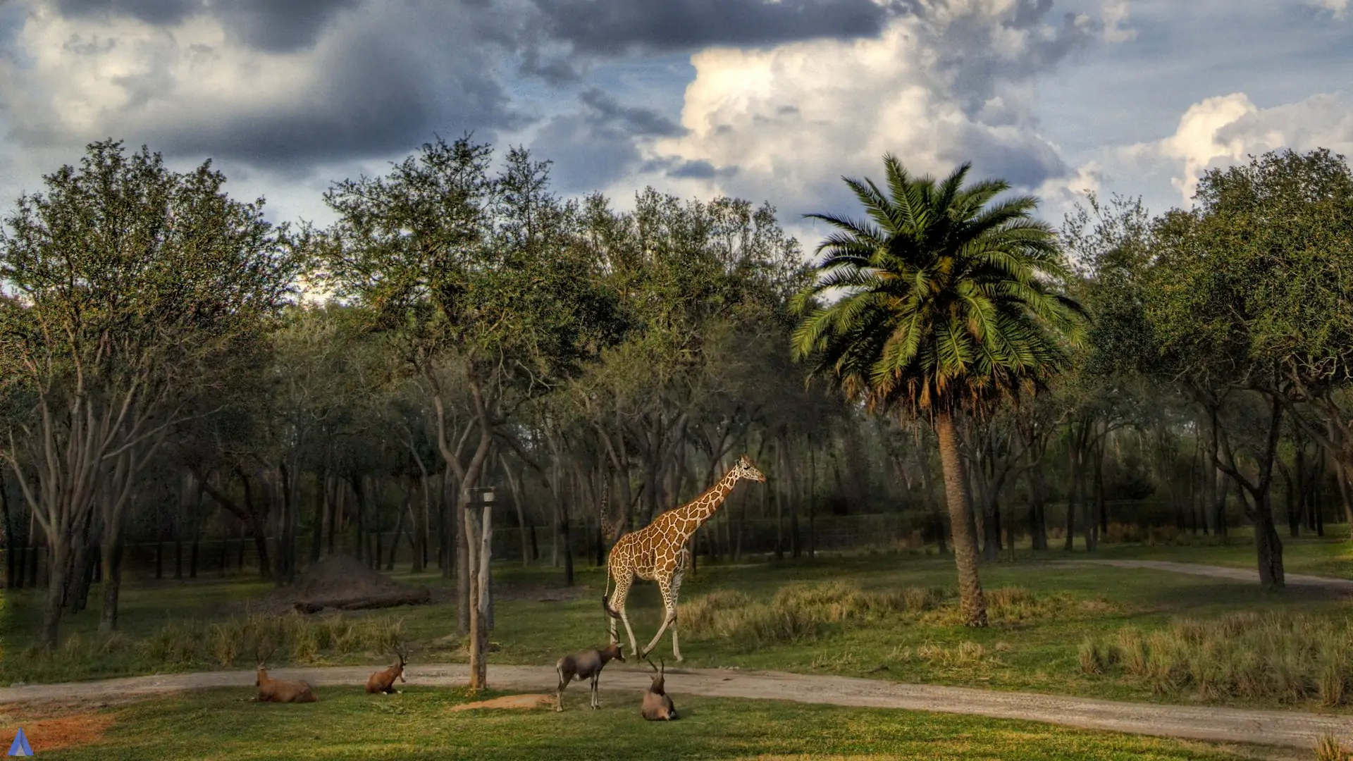 африканский горизонт. танзания пейзажи. под небом африки. равнины саванны в африке. под небом африки.