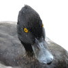 3c8285baa931d2721c8fc903634e6c2f.gif