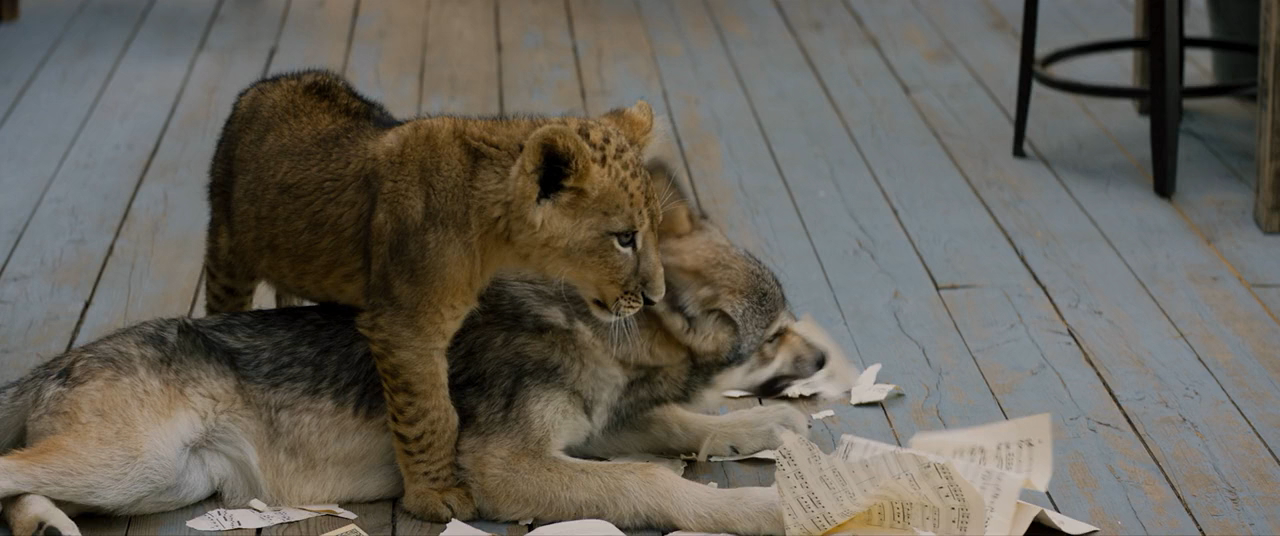 Волк и лев 2021. Волк и Лев (2021) le loup et le Lion. Волк и Лев фильм 2021 дом у озера. Волк и Лев фильм 2021 на мой мир. Парин Лев русский.