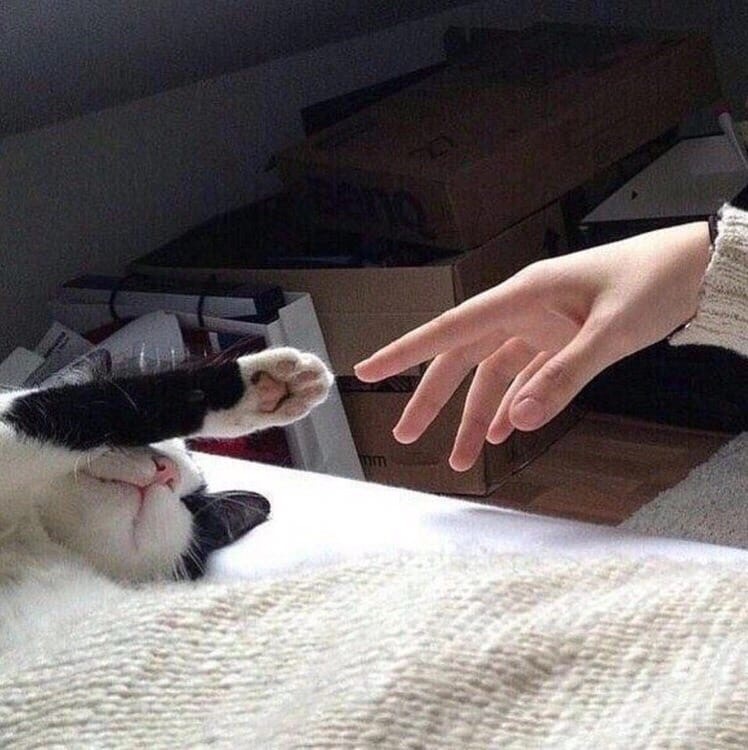 dt3.jpg