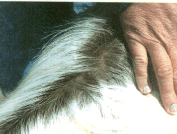 whitebrown.gif