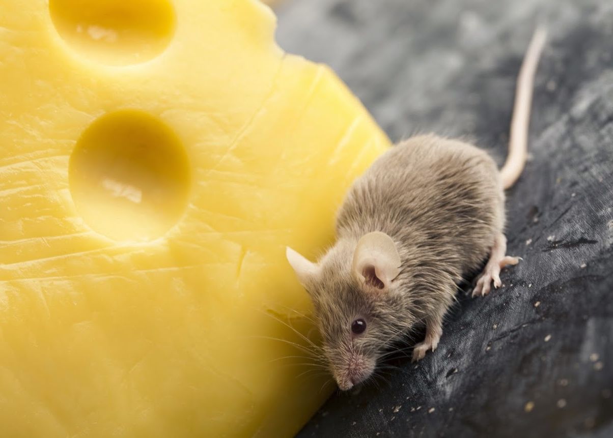 Про мышей и сыр. Мышь+сыр. Мышка в сыре. Дератизация от грызунов.