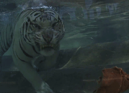 Underwater_tiger_eats1.gif