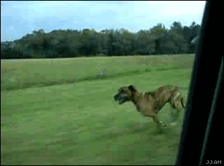 gif2.gif