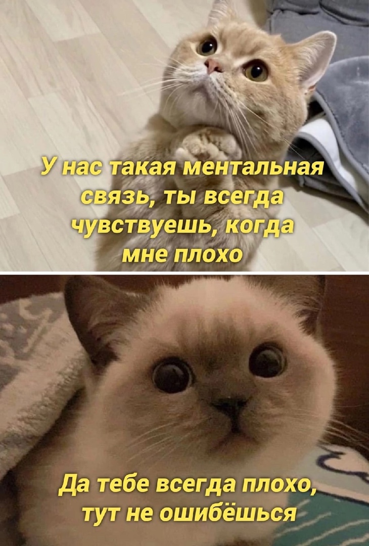 OBSbo.jpg