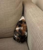 animals_comedyy-15112022-0005.jpeg