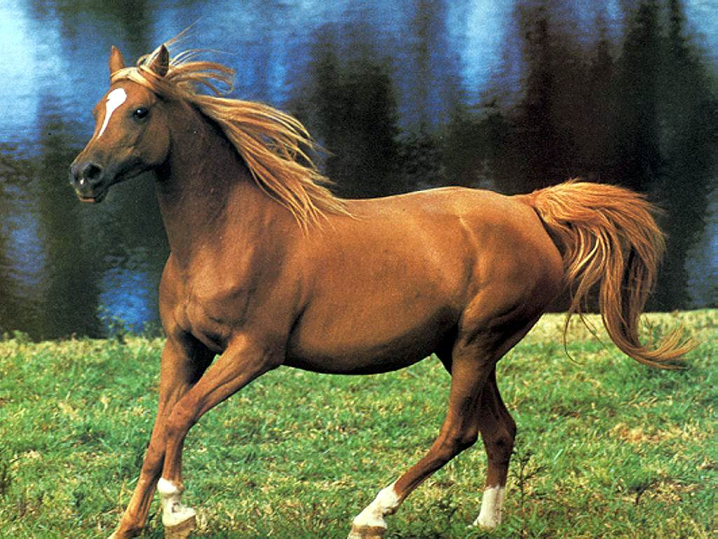 Старшие лошадки. Лошадка картинка. Лошадь для детей. Лошадь фото. Оранжевая лошадь.