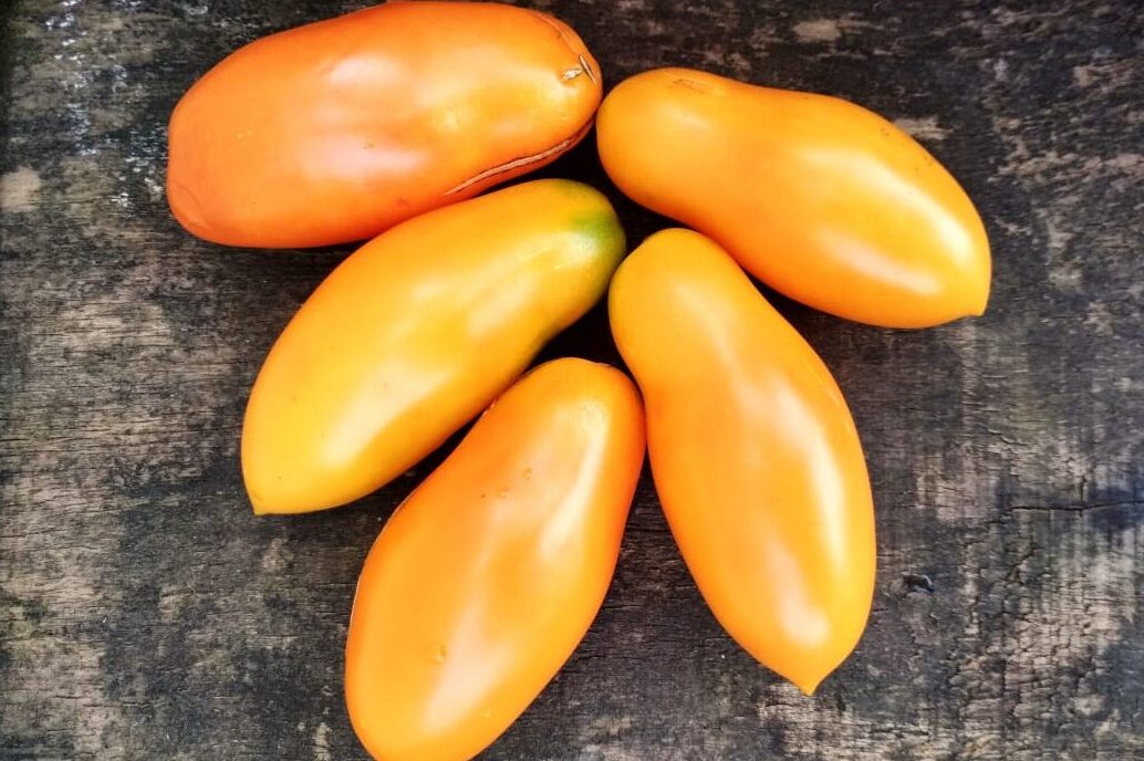 Сорт помидор пальмира. Семена томата пальмира. Сорт пальмира. Сорт пальмира. Сорт помидор пальмира.