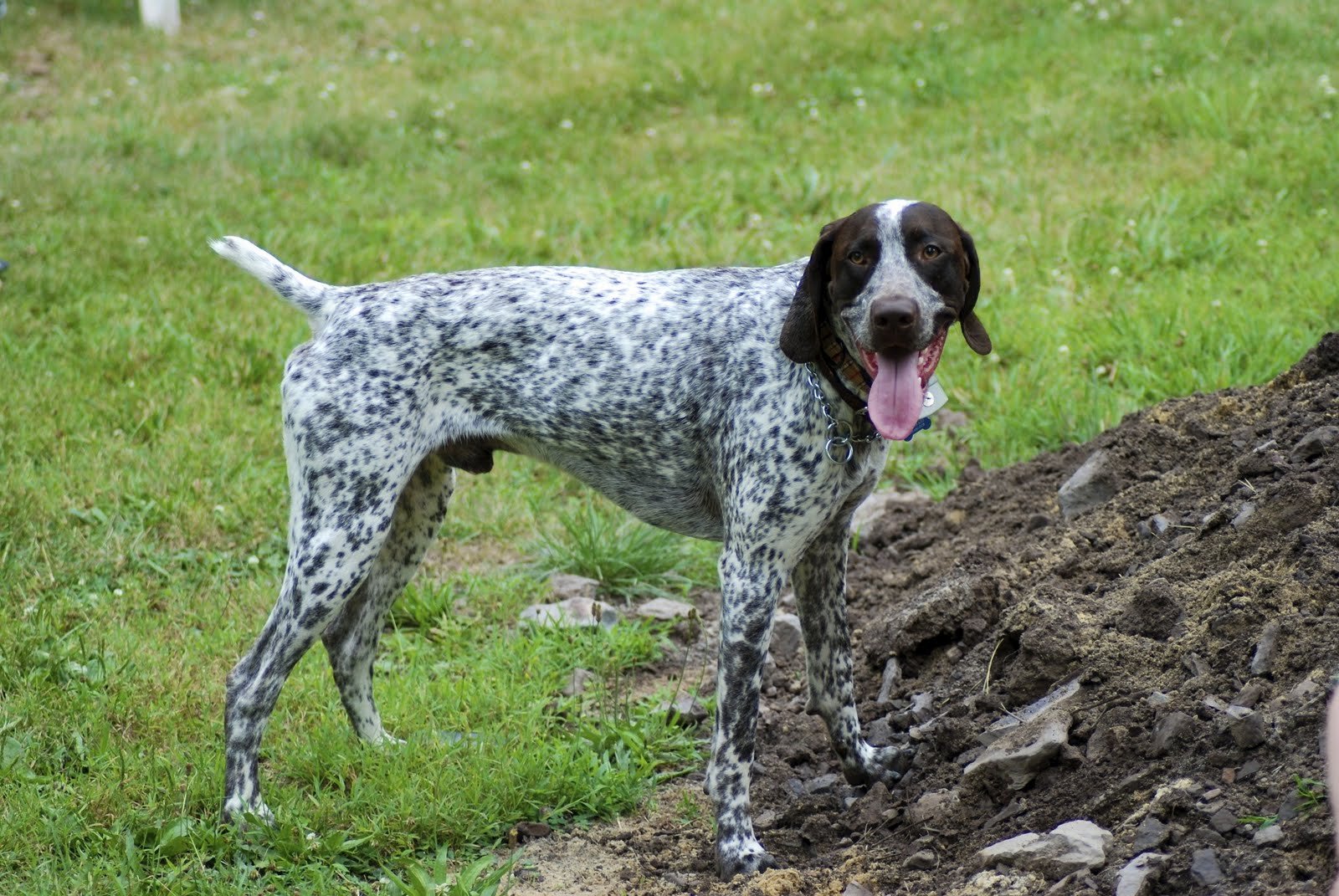 Породы охотничьих собак. GSP Dog. Охотничьи породы собак пятнистые. Охотничья порода пятнистая. Голландская охотничья собака порода.